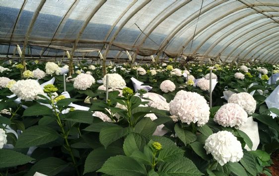 光穩(wěn)定劑：塑料材料的守護神，北京天罡助劑有限公司的科技擔(dān)當(dāng)